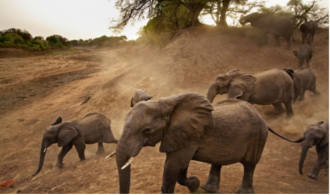 The Zakouma National Park 